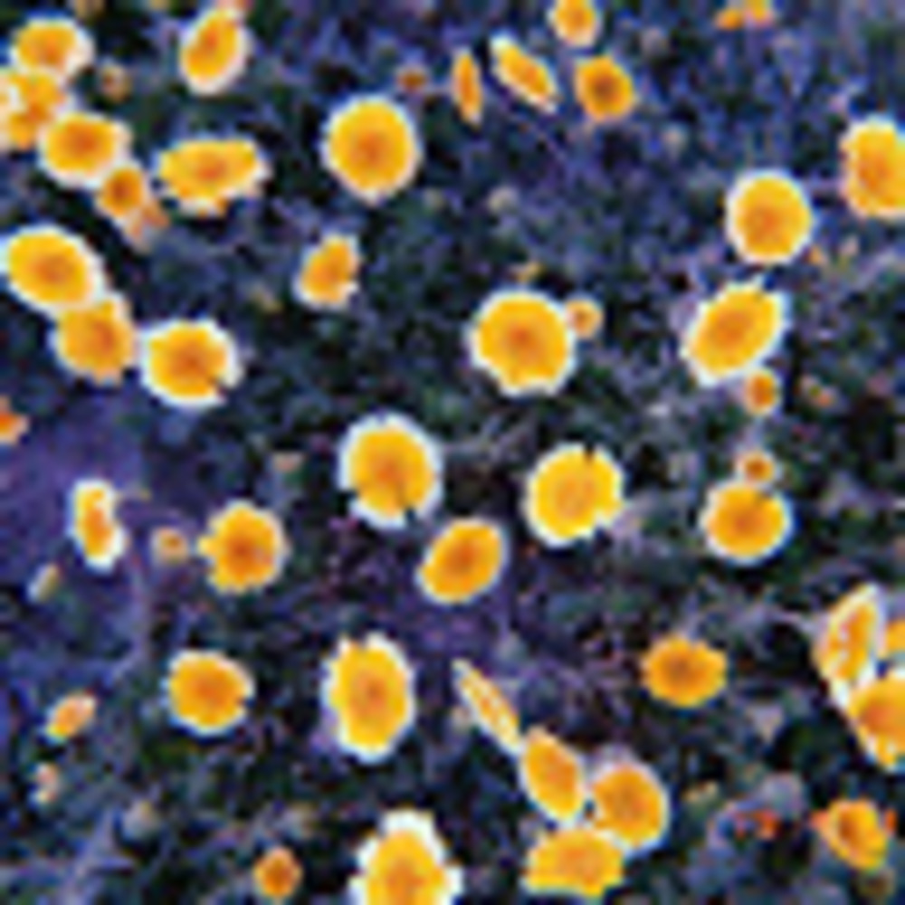 Meet your Posher, Cassondra